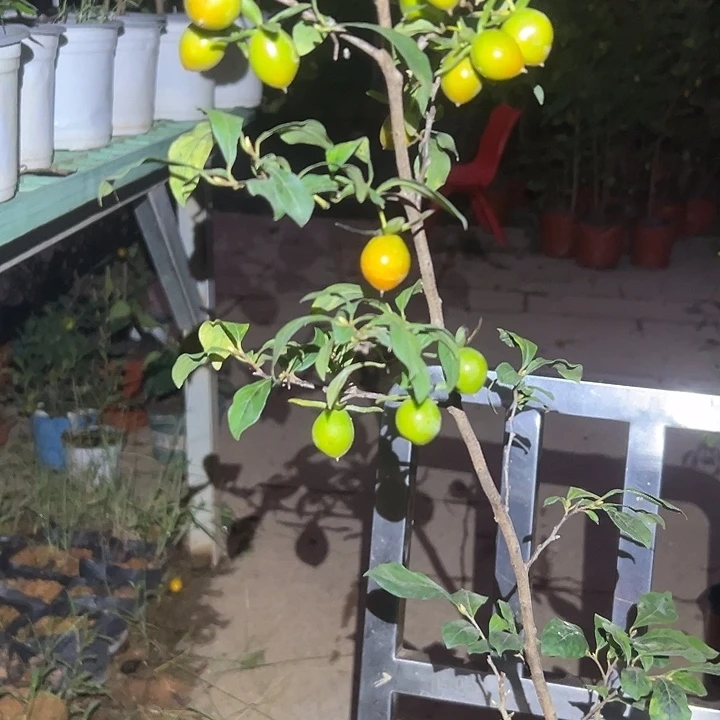 永***!无花朵哈哈哈哈哈哈哈