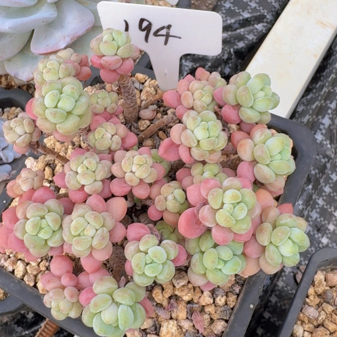 多肉植物的生长发育和