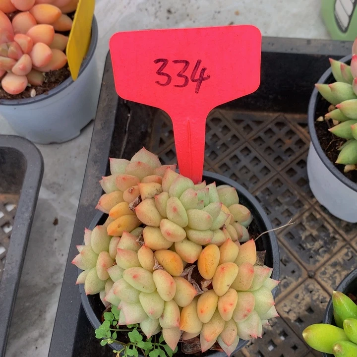 多日子合集72727373737