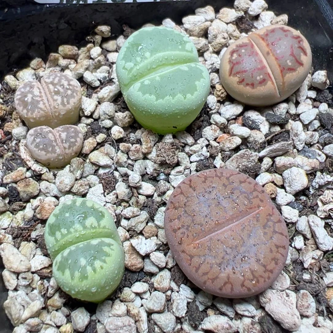 【闪购商品】 284。