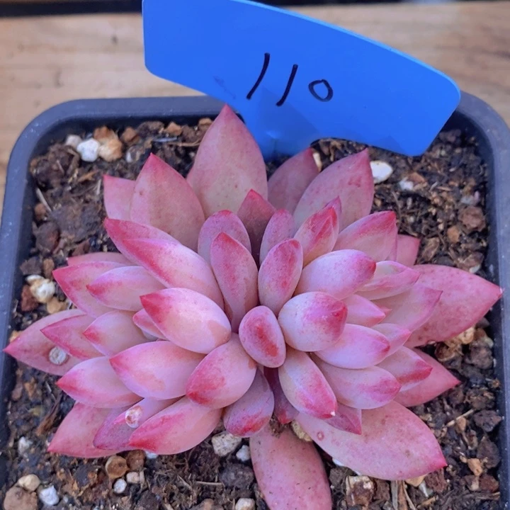 我要看电影啦嘻嘻