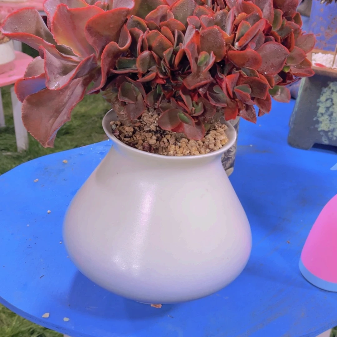 冉*多肉植物保护研究所