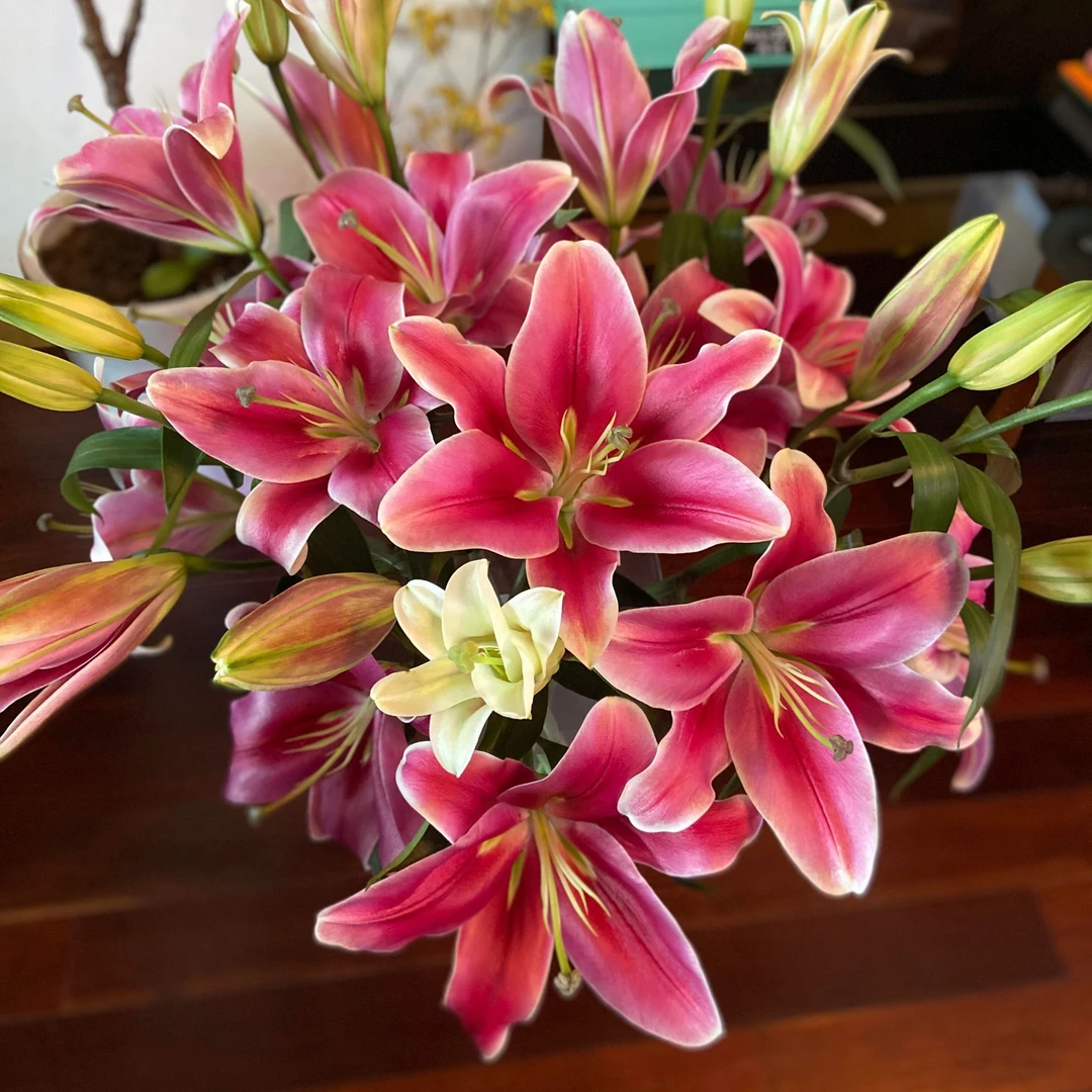 【鸿运当头】精选香水百合人家居摆放插花云南鲜花优质鲜切花