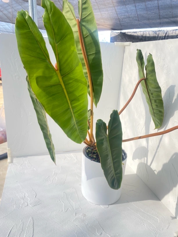 橙炳蔓绿绒室内绿植 观叶植物 好养热植