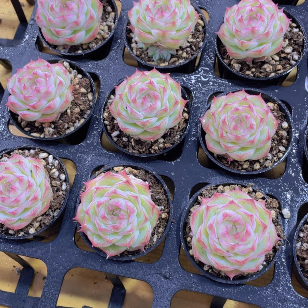 1160号 睫毛潘多拉女王单头一个