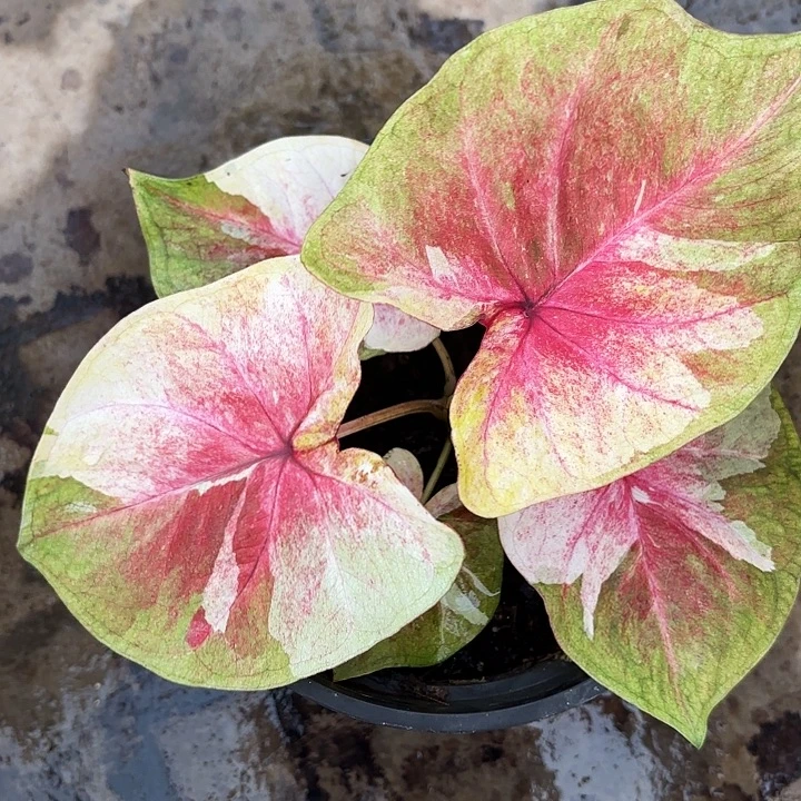 92-1230月亮光辉广东现货