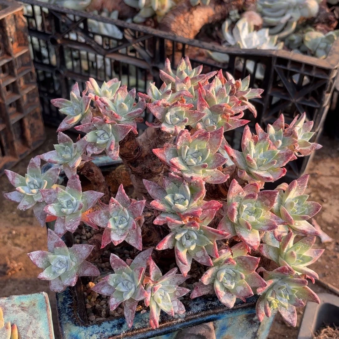 白雪，仙女杯多肉。