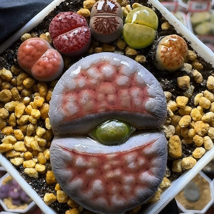 生石花111112。   168