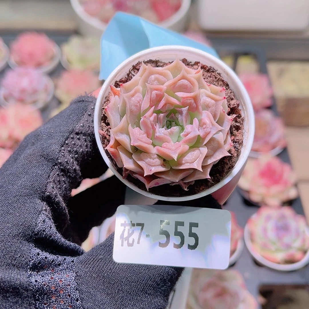 花利美7-555墨西哥之泪