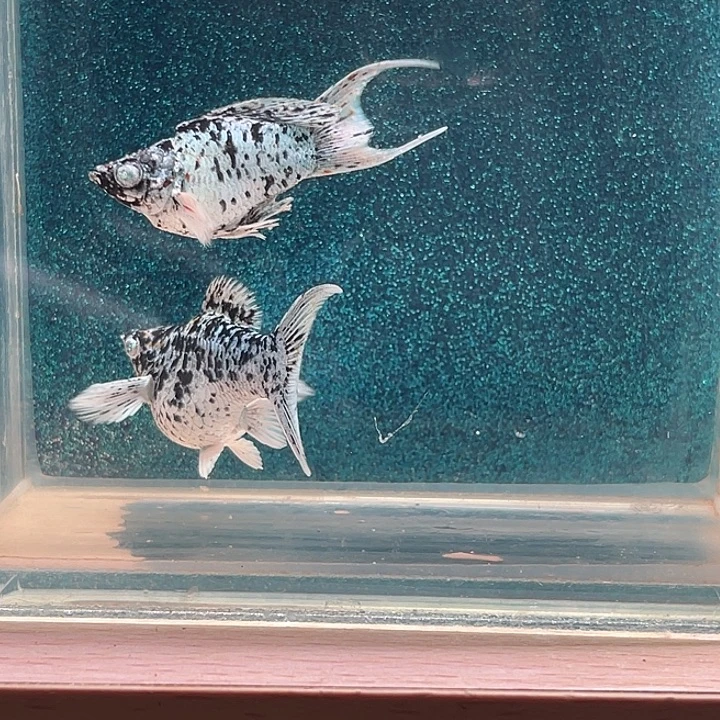 孔雀鱼三色奶牛玛丽