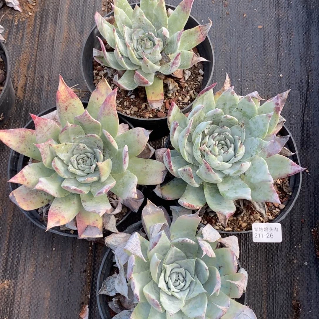 26号牡丹叶绿色系一个