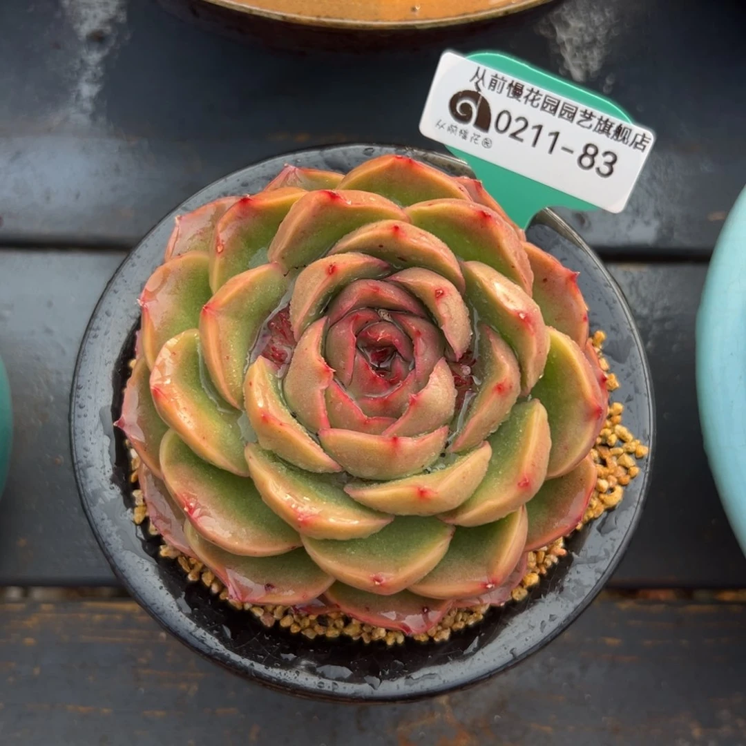 多肉一物一拍0210-83