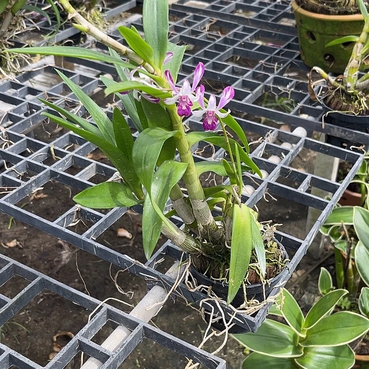 当前无花朵，栽培后可花朵泼墨羚羊424