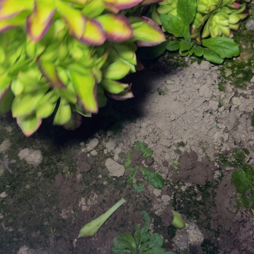 韶华多肉植物捧花9块钱的