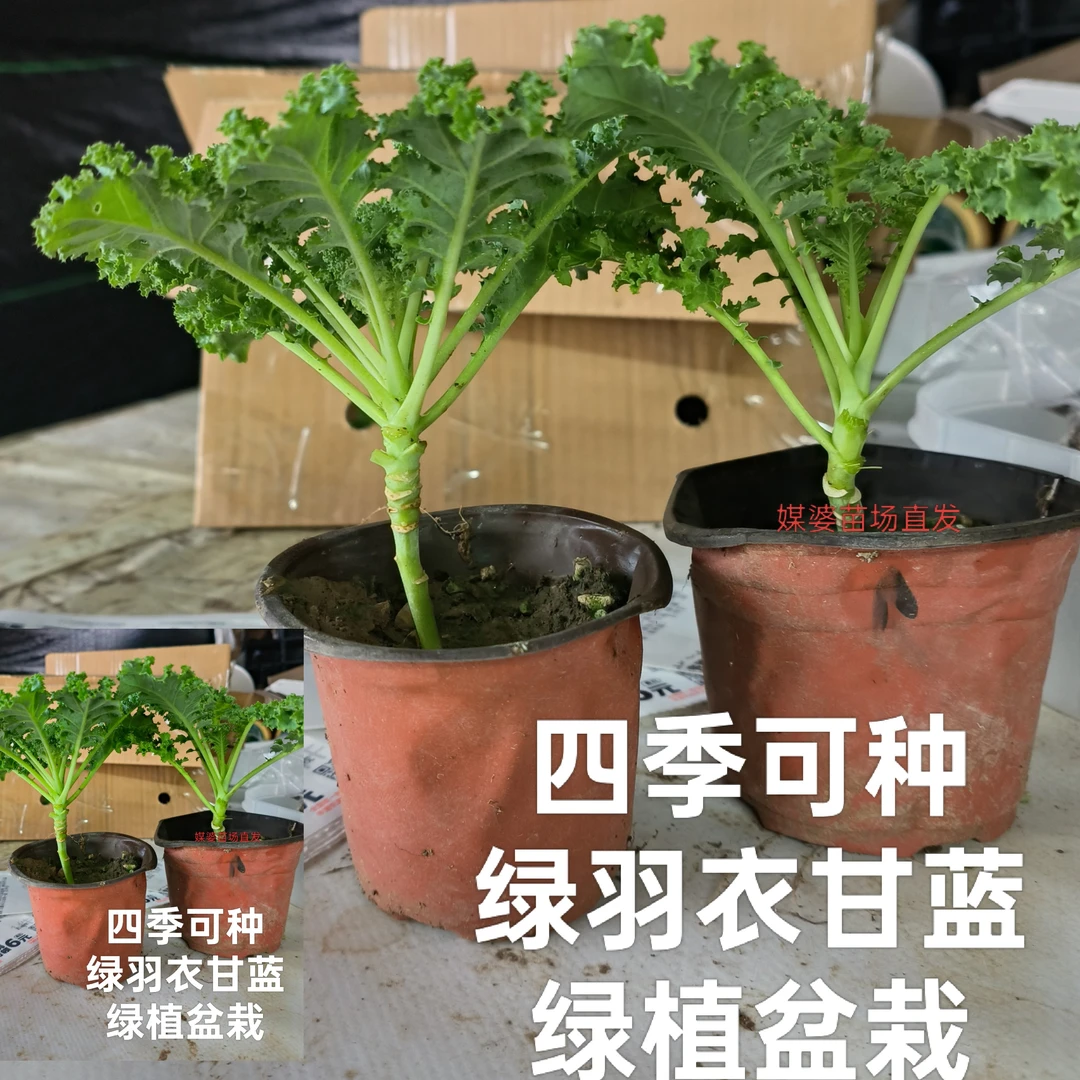 观赏食用绿羽衣甘蓝小盆栽紫羽衣小盆栽,四季可种,抗冻耐寒,耐热