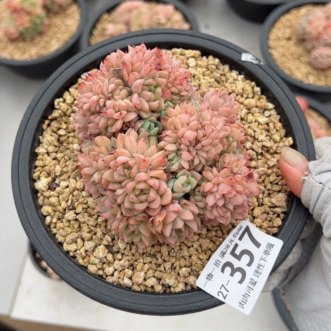 洞庭缀化老桩多肉多肉多肉多肉