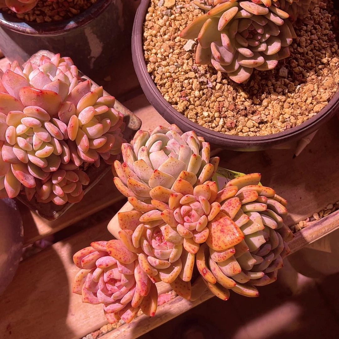 小*熊橙梦露群生带盆