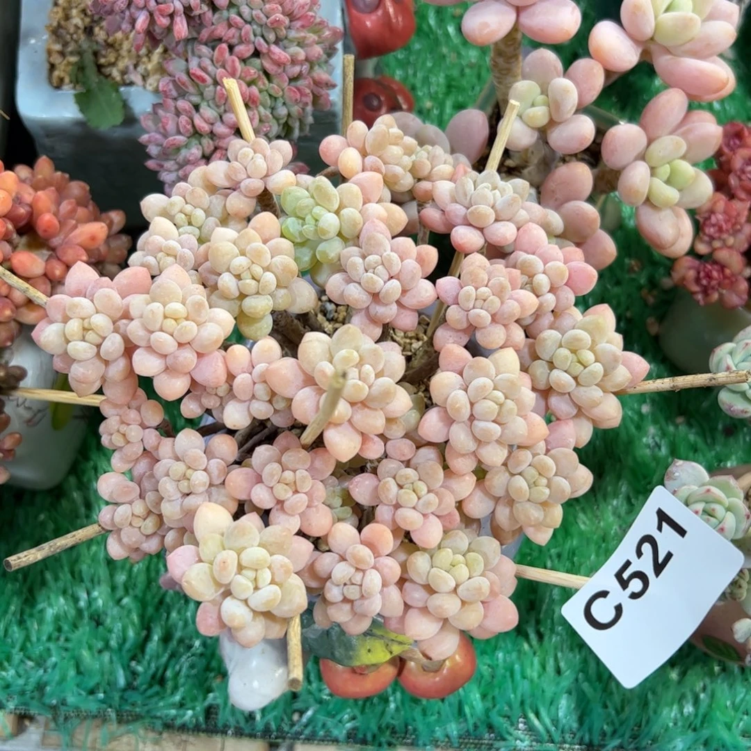 521 满38包邮一物一拍