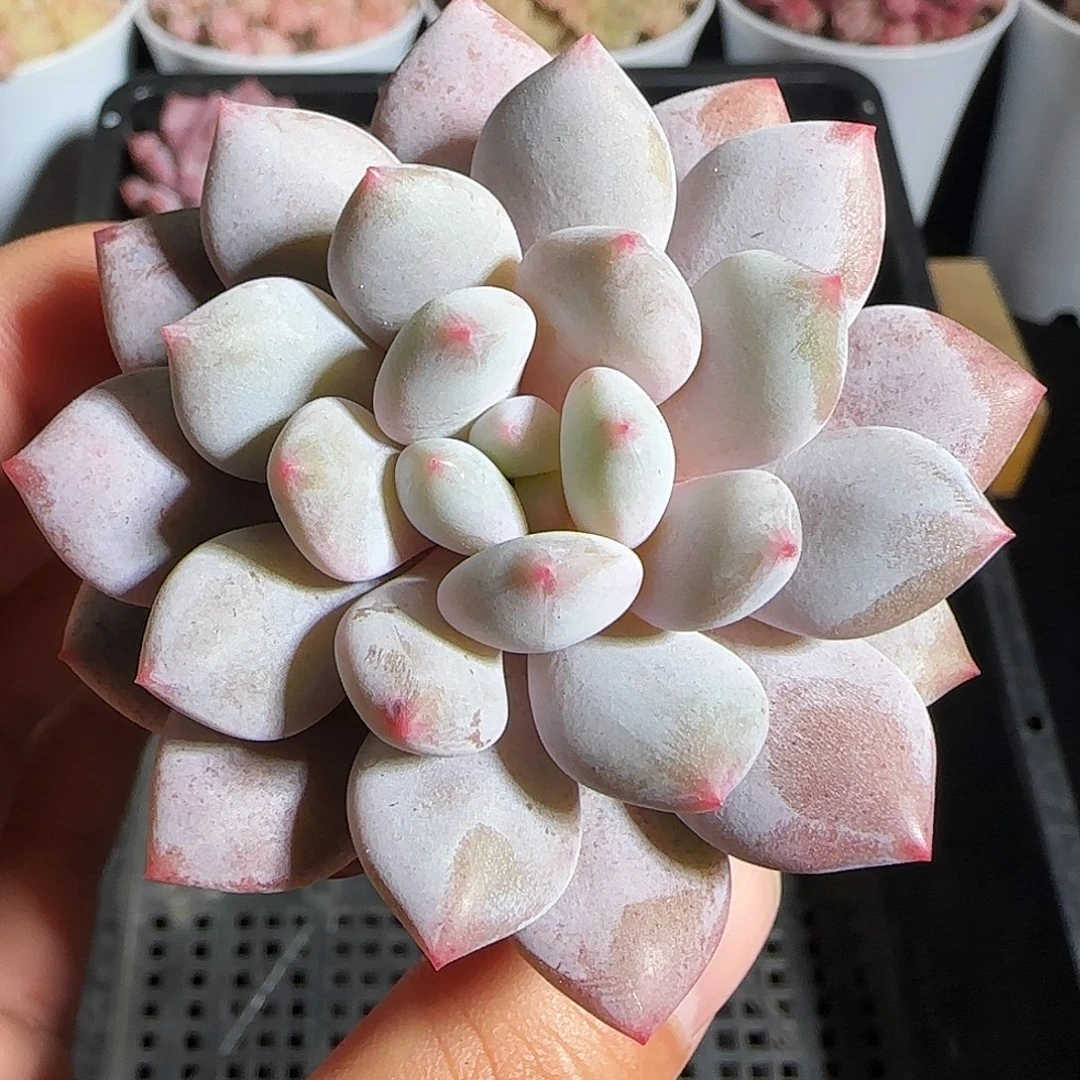 多肉1220-09龙纹麟