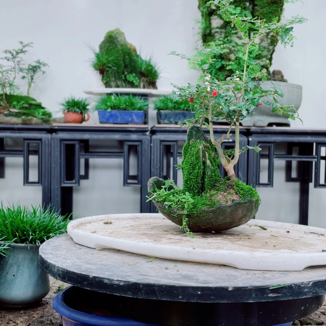 无铅玻璃张**?铁线蕨铁线蕨铁线蕨