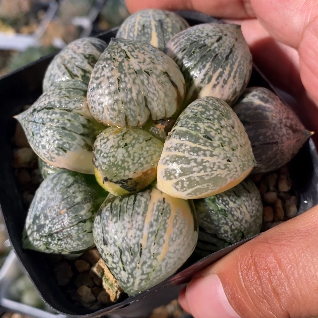 一颗实生丸叶白银锦。