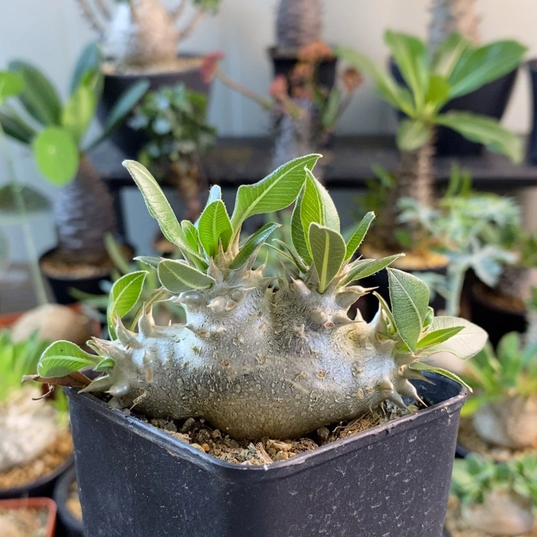 西巴女王 想你的夜专拍