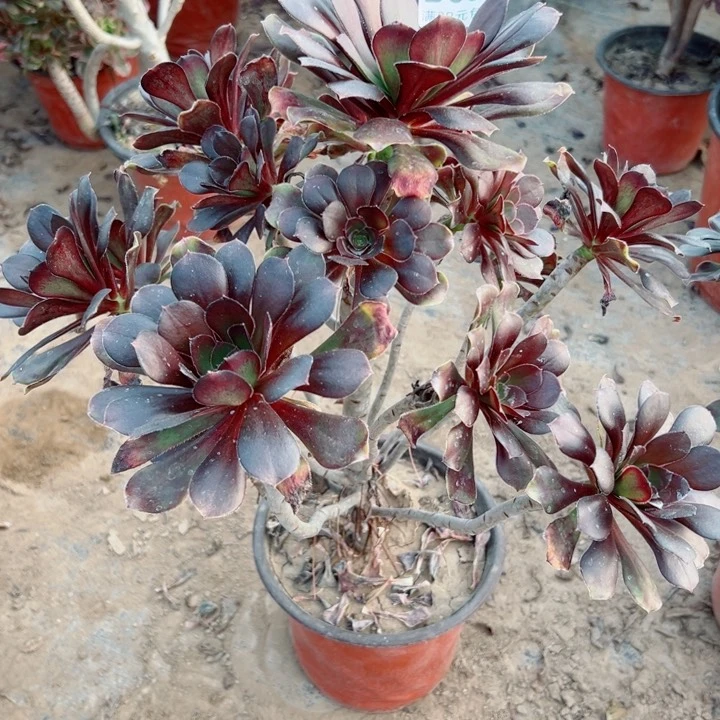 563圆叶多肉植物