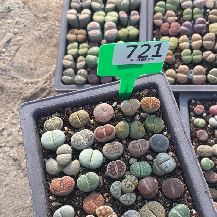 ****瓷生石花等植物的721