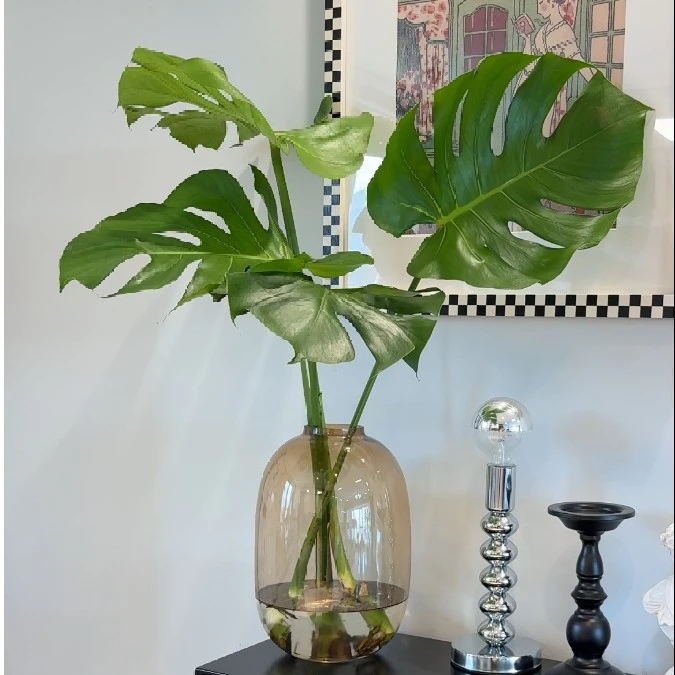 老桩龟背竹摆件北欧风大叶客厅鲜切水培室内水培摆件