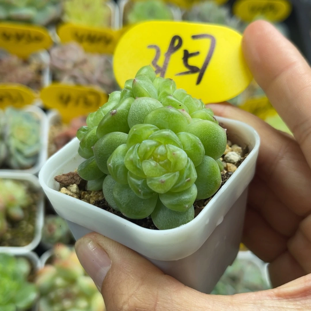 玲珑珍妮3头群3957