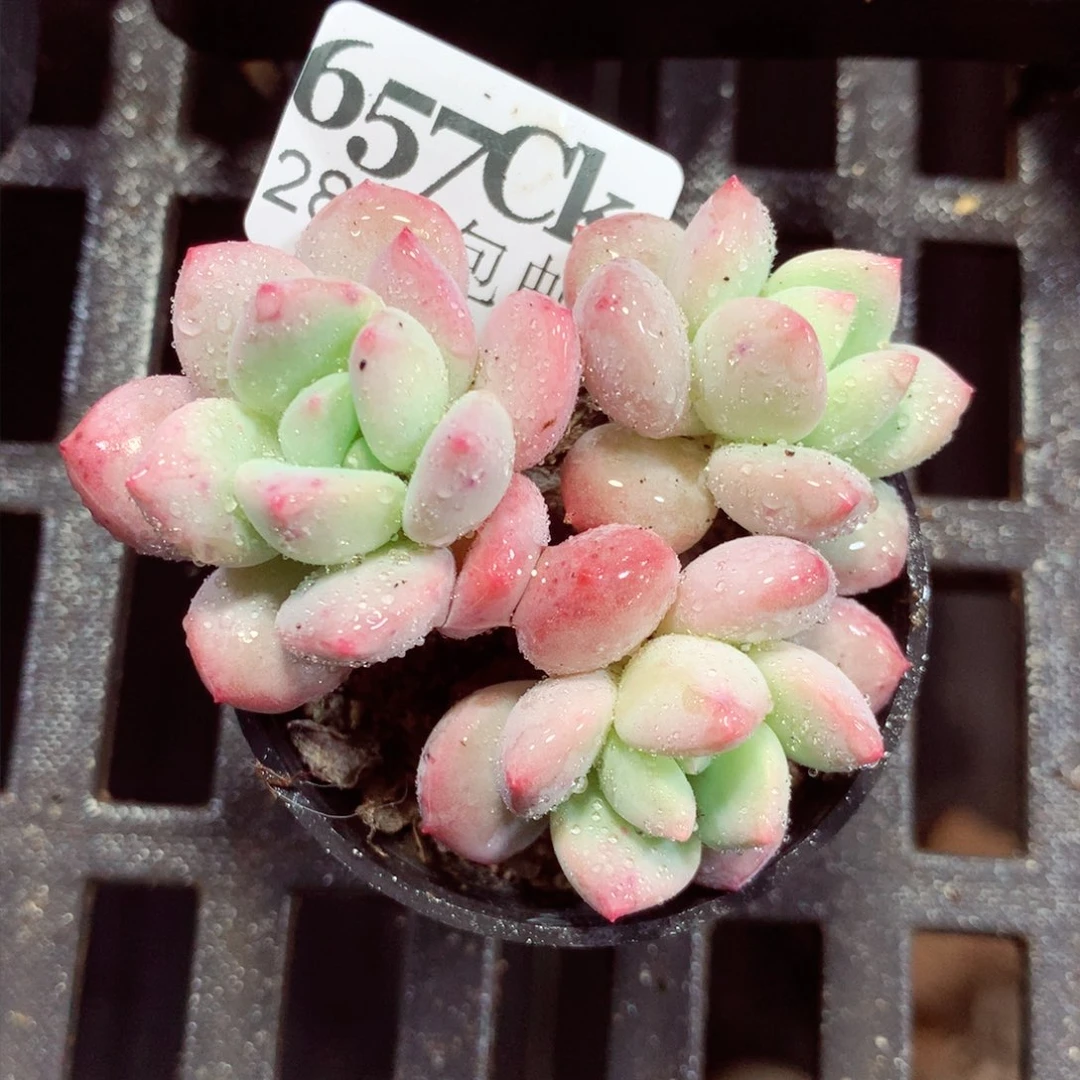 5厘米盆精控多肉657