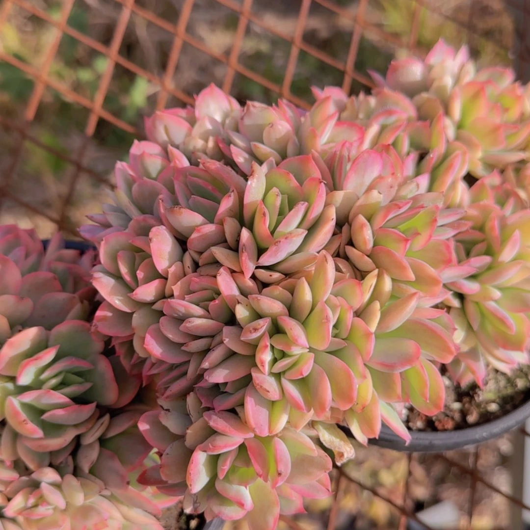 【闪购商品】绮罗锦朵朵缀