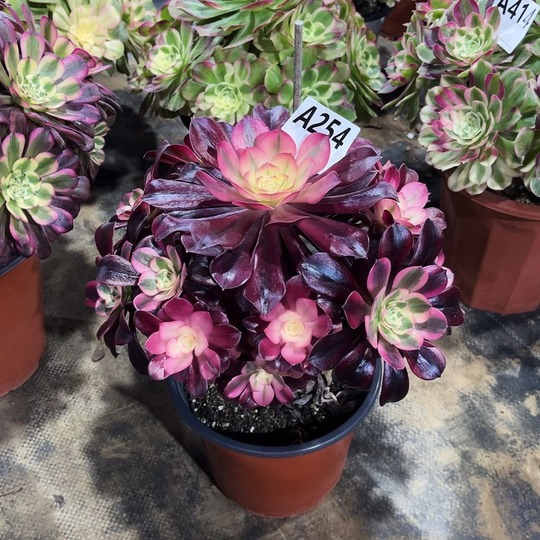 多肉植物美杜莎254多肉