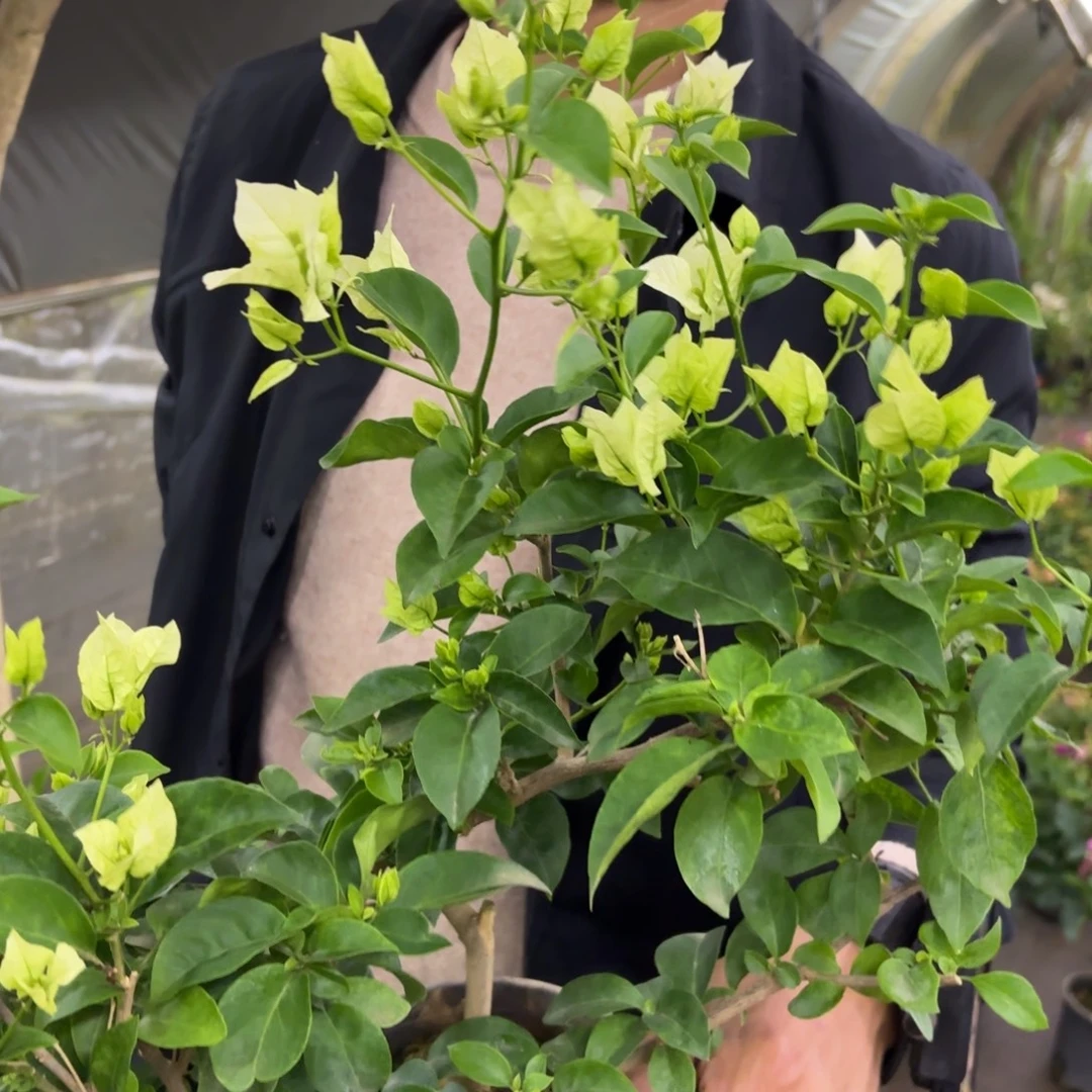 全部花苞（白赛弗里）三角梅会落花落叶甚至光杆苗有大有小