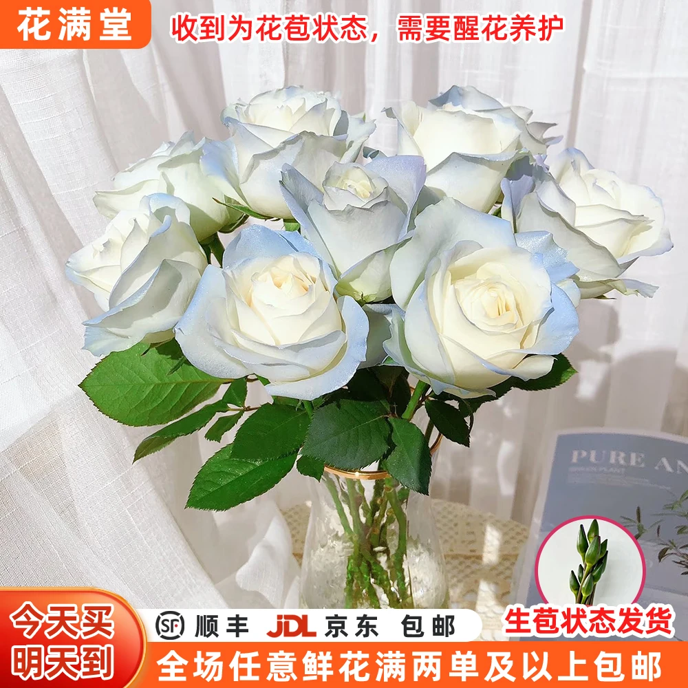 【次日达·碎冰蓝玫瑰】碎冰蓝玫瑰10枝·全场两单鲜花顺丰包邮·基地直发·鲜切花批发·生活鲜花·鲜花次日达