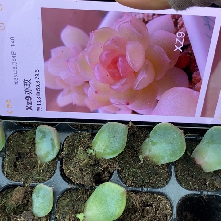 亦玫xz9芽苗一个多肉