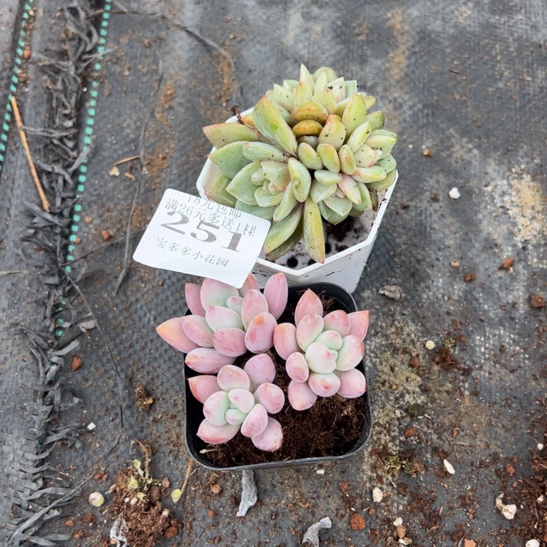 阿***记251号量拍多肉满18元包邮下午发货