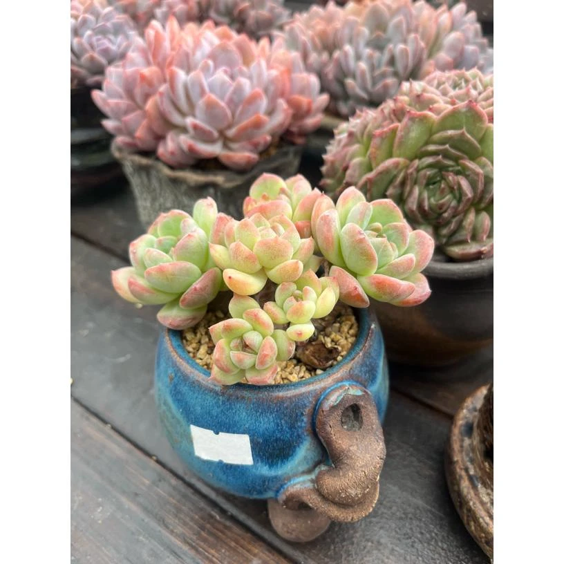 好养的多肉植物组合盆栽带盆土室内精品花卉绿植