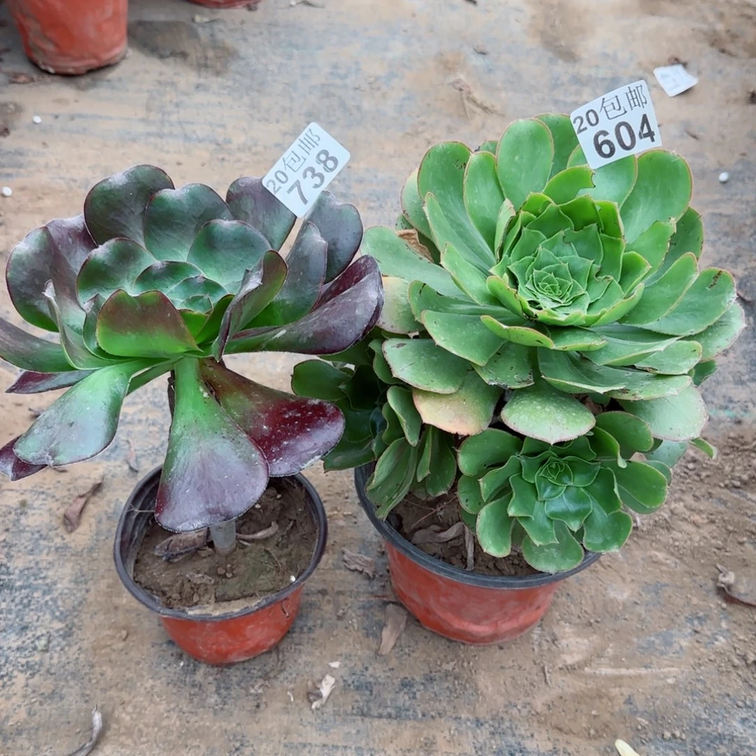 多肉604+738满20包邮断枝不包