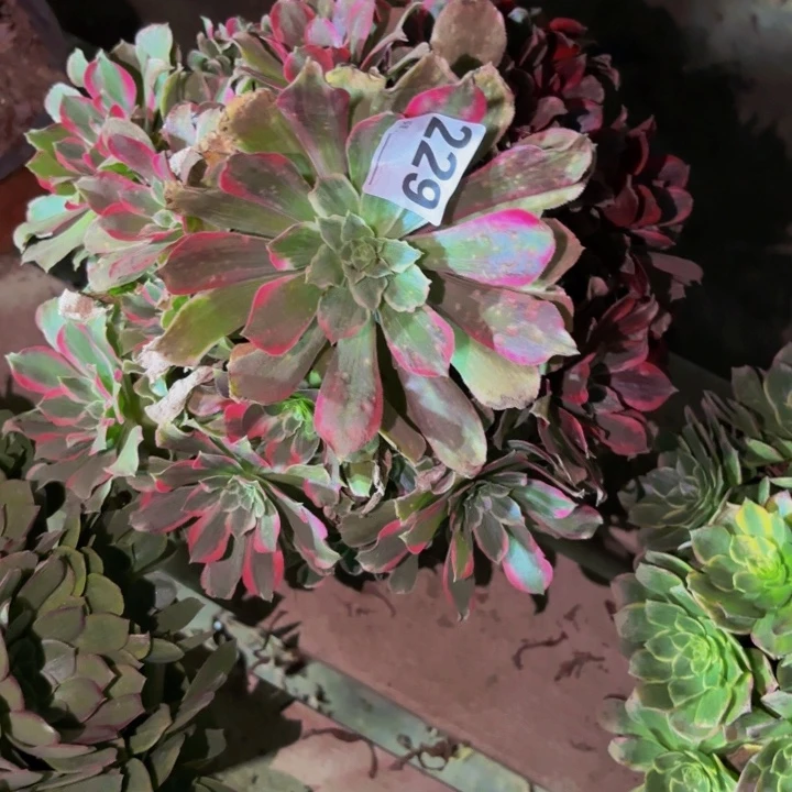 229女巫绿体白拉丝