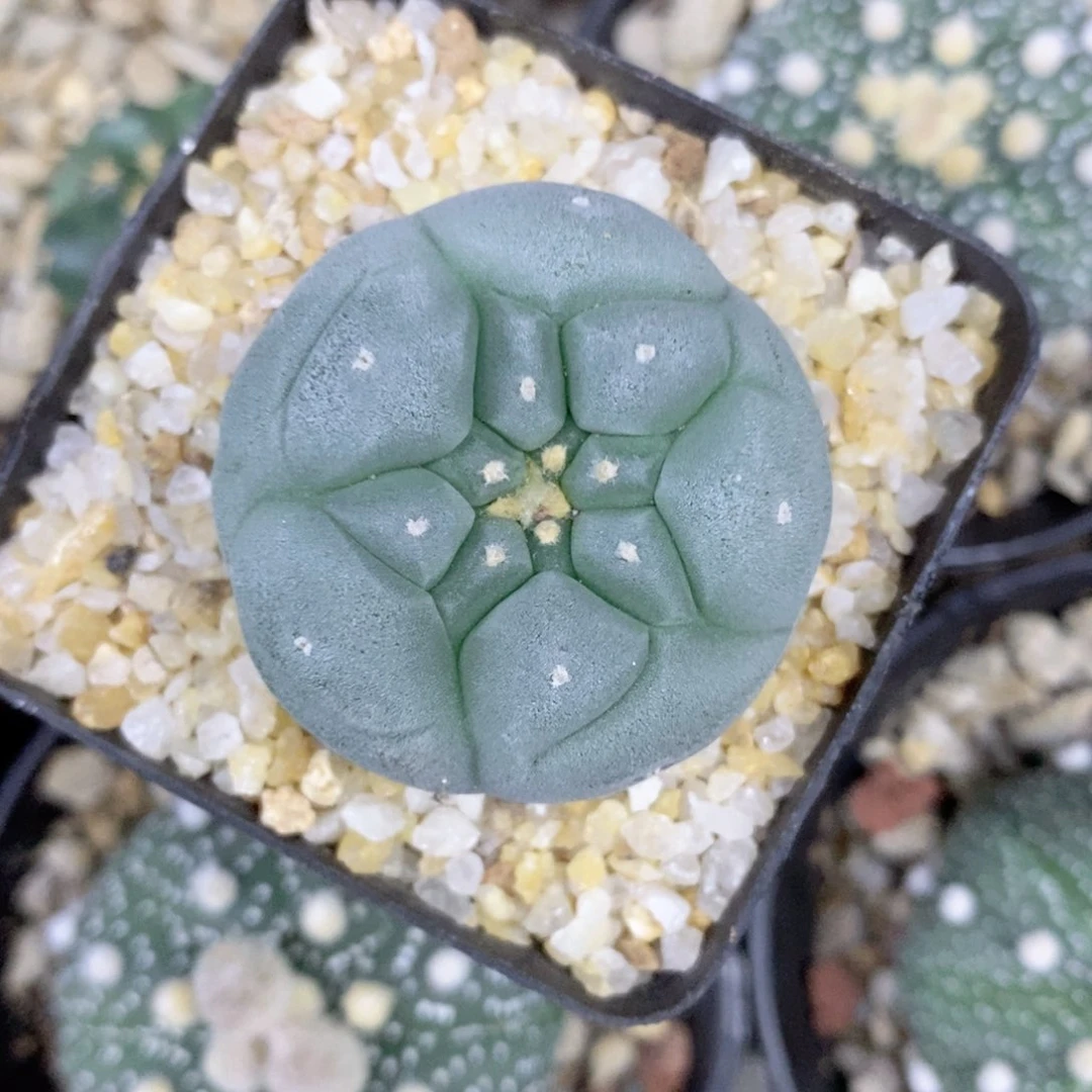 ?***仙人球的世界里有