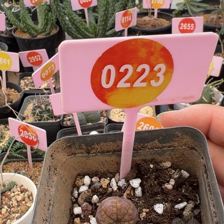 布纹球仙人球0223