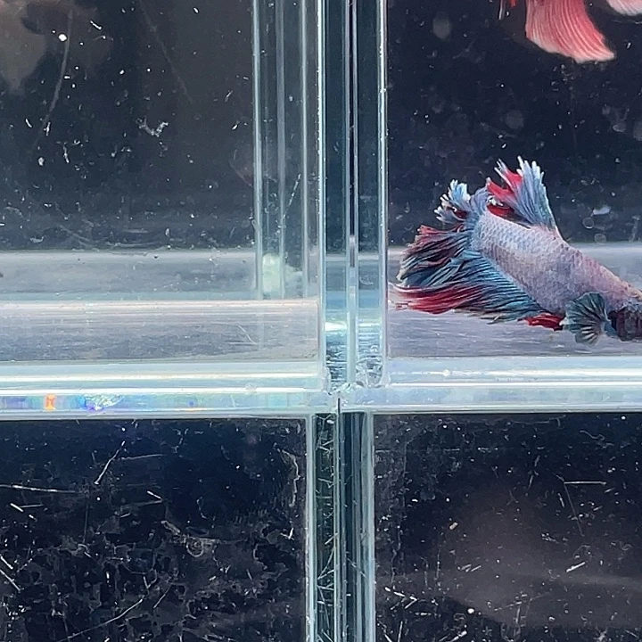 斗鱼活体不退不换谢谢