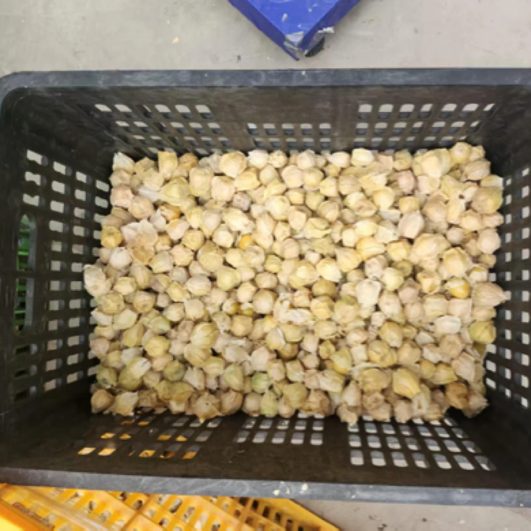 云南西双版纳姑娘果灯笼果5斤小小果