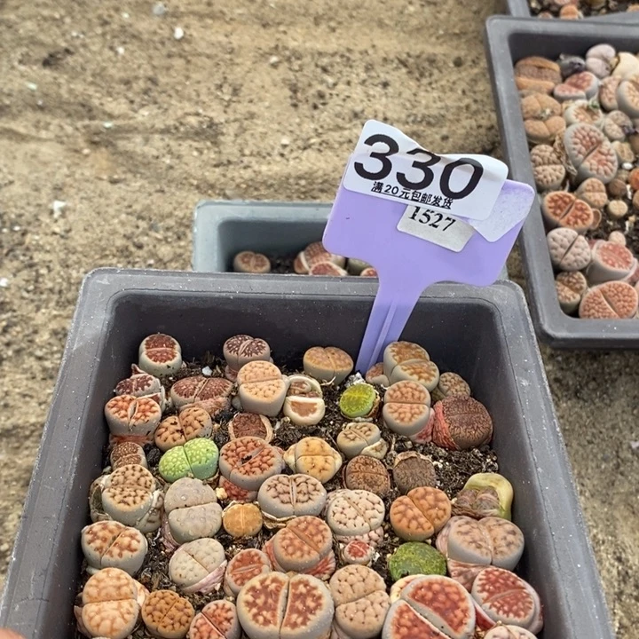 要**呀生石花小苗330