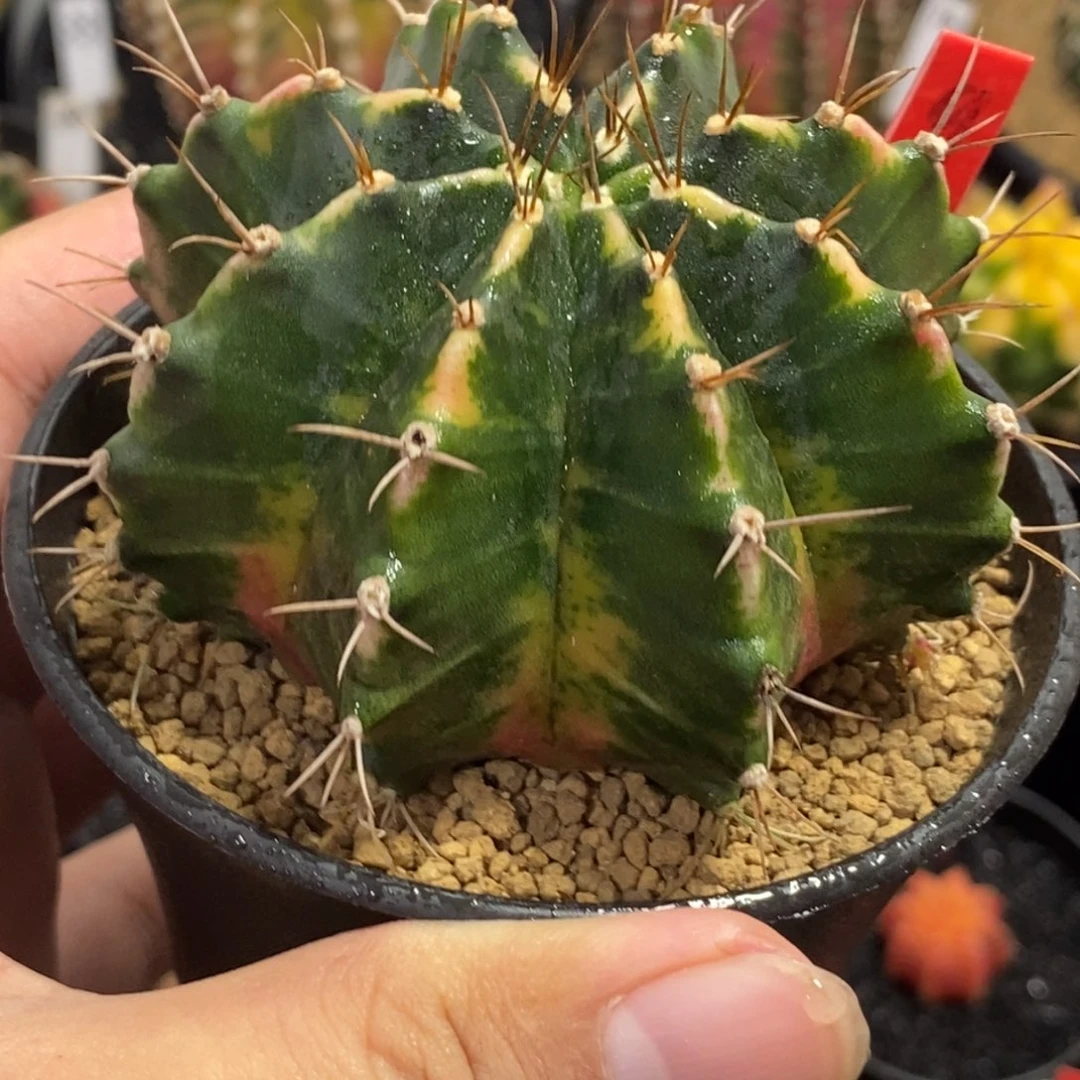 全品米哈—带盆土发货12