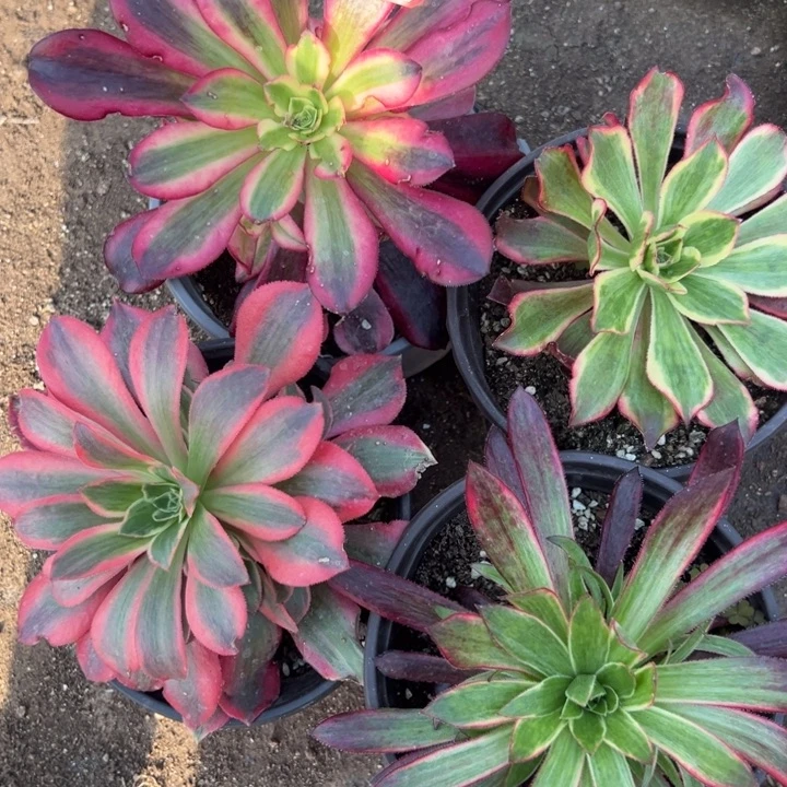 多肉植物812不售后