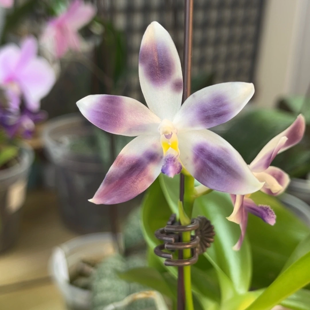 完全开放SWR雨点-1174