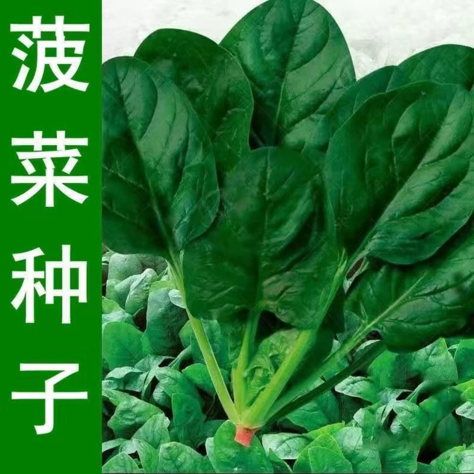 【任意拍满5包包邮】四季大叶菠菜种子紫叶菠菜红叶菠菜蔬菜种子