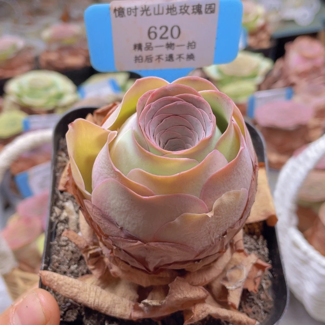 山地玫瑰620裸根发货不售后